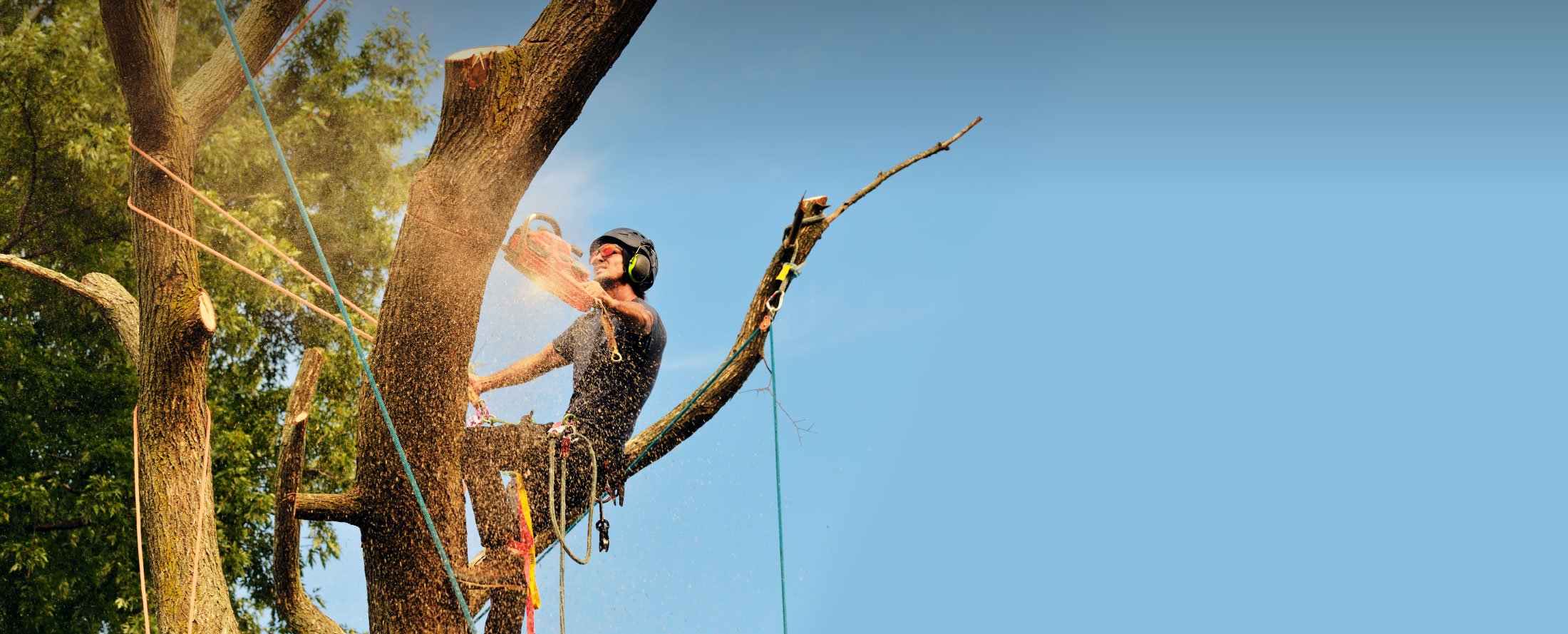Tree Services Merced